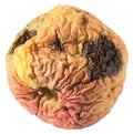 Rotten dry disgusting apple isolated on a white Royalty Free Stock Photo