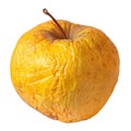 Rotten dry disgusting apple on white background Royalty Free Stock Photo