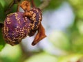 Rotten, dryed plum on the tree in summer time, in August