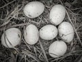 rotten eggs of free-range chicken laying on the ground found in the bush