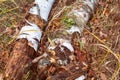 Rotten fallen birch tree trunks in autumn forest