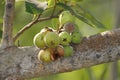 A rotten fig in a bunch of figs fruits eaten by ants