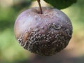 Rotten fruit apple