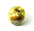 Rotten fruit Apple isolated on white background Royalty Free Stock Photo