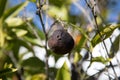 Dry rotten fruit on tree branch