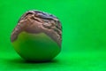 Rotten granny smith apple on green background Royalty Free Stock Photo