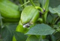 Rotten green pepper. Diseases of the capsicum and bell pepper. Botrytis blight