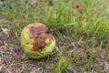 Rotten Guava fruit, damage from the garden