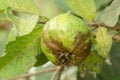 Rotten guava fruits.