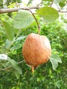 Rotten guava on the guava tree