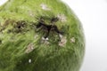 The rotten guava isolated on a white.