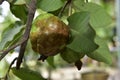 Rotten guava on the tree