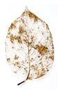 Rotten leaf skeleton Royalty Free Stock Photo