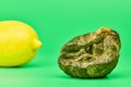 Rotten lemon and fresh lemon compare, green background