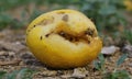 Rotten lemon