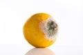 Rotten lemon on white background