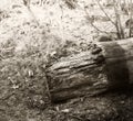 Rotten log end on a ground Royalty Free Stock Photo