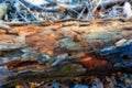 Rotten log on the ground with a HDR process