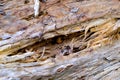 Rotten, loose wooden texture