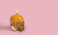Rotten missing pumpkin. Rotten moldy pumpkin on pink background. A photo of the growing mold. Food contamination, bad spoiled