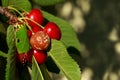 Decaying cherries mold