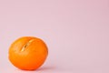 Rotten moldy oranges, tangerines on pink background. A photo of the growing mold. Food contamination, bad spoiled disgusting Royalty Free Stock Photo