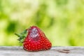 Rotten, moldy strawberry berry. Concept - Improper storage, reduction of food waste