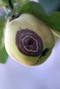 Rotten or Monilia on the quince fruit Royalty Free Stock Photo