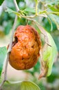 Rotten monkey apple or Jujube