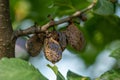 Rotten mummified group of plum on the fruit tree, Monilia laxa infestation plant disease