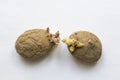 Rotten old sprouting potatoes