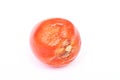 Rotten old tomato with mildew Royalty Free Stock Photo