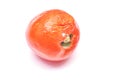Rotten old tomato with mildew Royalty Free Stock Photo
