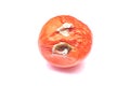 Rotten old tomato with mildew Royalty Free Stock Photo