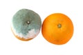 Rotten orange and fresh orange