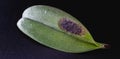 rotten orchid leaf bacteria and black fungus killing plant bacterial botanical disease