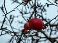 Rotten and overripe apple fruits on a branch in winter. Not harvested in time on the branches of trees in the garden Royalty Free Stock Photo