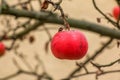 Rotten and overripe apple fruits on a branch in winter. Not harvested in time on the branches of trees in the garden Royalty Free Stock Photo