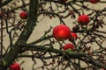 Rotten and overripe apple fruits on a branch in winter. Not harvested in time on the branches of trees in the garden Royalty Free Stock Photo