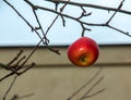 Rotten and overripe apple fruits on a branch in winter. Not harvested in time on the branches of trees in the garden Royalty Free Stock Photo