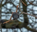 Rotten and overripe apple fruits on a branch in winter. Not harvested in time on the branches of trees in the garden Royalty Free Stock Photo