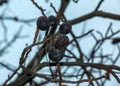 Rotten and overripe apple fruits on a branch in winter. Not harvested in time on the branches of trees in the garden Royalty Free Stock Photo