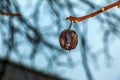 Rotten and overripe apple fruits on a branch in winter. Not harvested in time on the branches of trees in the garden Royalty Free Stock Photo