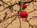 Rotten and overripe apple fruits on a branch in winter. Not harvested in time on the branches of trees in the garden Royalty Free Stock Photo