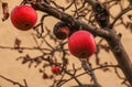 Rotten and overripe apple fruits on a branch in winter. Not harvested in time on the branches of trees in the garden Royalty Free Stock Photo