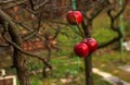 Rotten and overripe apple fruits on a branch in winter. Not harvested in time on the branches of trees in the garden Royalty Free Stock Photo