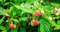 Rotten overripe red raspberries grow in the garden. Bad harvest. Spoiled berry, mold on berries. Selective focus