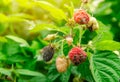 Rotten overripe red raspberries grow in the garden. Bad harvest. Spoiled berry, mold on berries. Selective focus