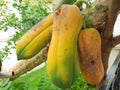 Rotten papaya fruit on the tree