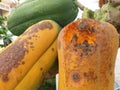 Rotten papaya fruit on the tree